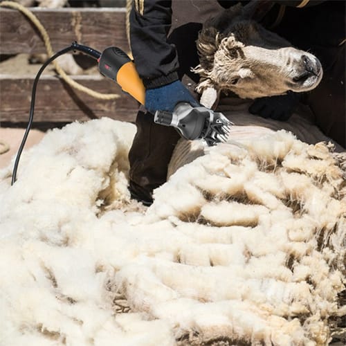 Tondeuse à Moutons électrique 350W