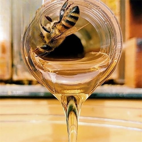 صندوق النحل الخشبي