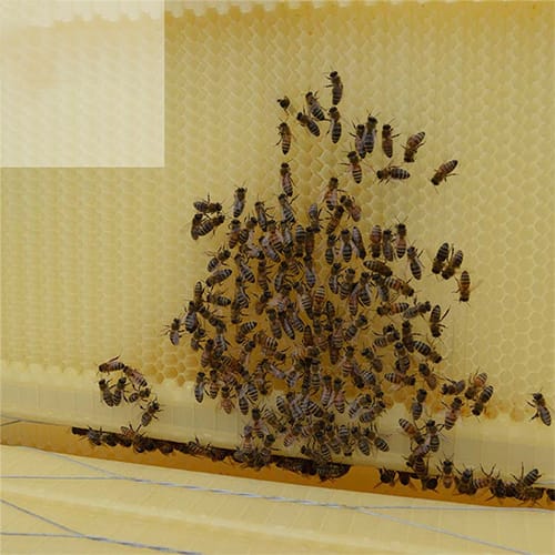 صندوق النحل الخشبي