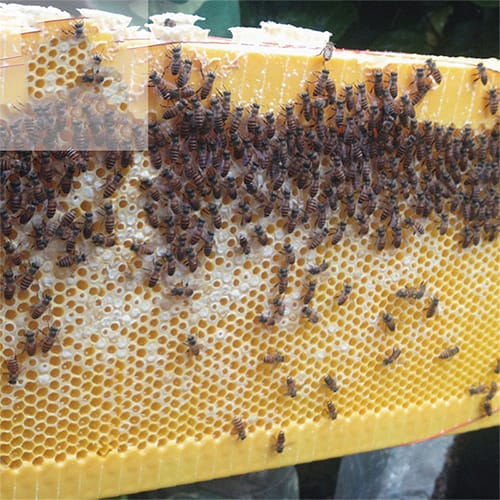 صندوق النحل الخشبي