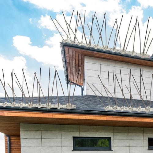 طارد الحمام